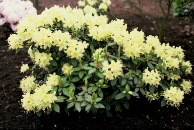 Dwergrhododendron Rhododendron 'Princess Anne' Struik 20-30 Pot C2