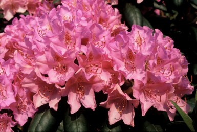 Rhododendron Rhododendron 'Roseum Elegans' Struik 60-80 Pot C10