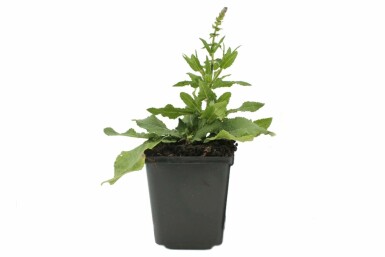 Salie Salvia nemorosa 'Blaukonigin' 5-10 Pot P9