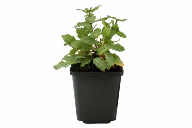 Salie Salvia nemorosa 'Ostfriesland' 5-10 Pot P9
