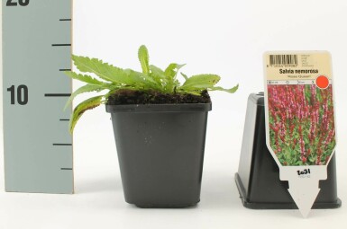 Salie Salvia nemorosa 'Rose Queen' 5-10 Pot P9
