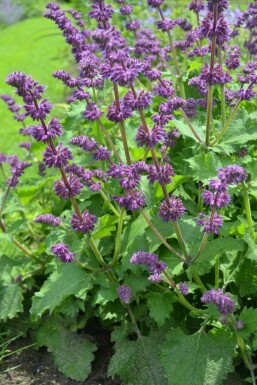 Kranssalie Salvia verticillata 'Purple Rain' 5-10 Pot P9