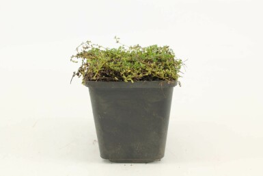 Kruiptijm Thymus praecox 'Albiflorus' 5-10 Pot P9