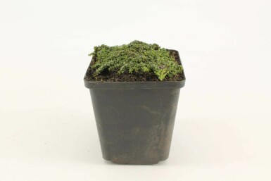 Wilde tijm Thymus praecox 'Minor' 5-10 Pot P9