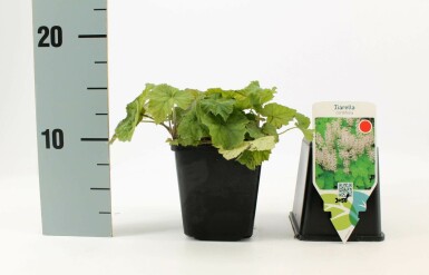 Schuimbloem Tiarella cordifolia 5-10 Pot P9