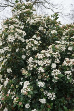 Sneeuwbal Viburnum tinus Struik 15-20 Pot P13